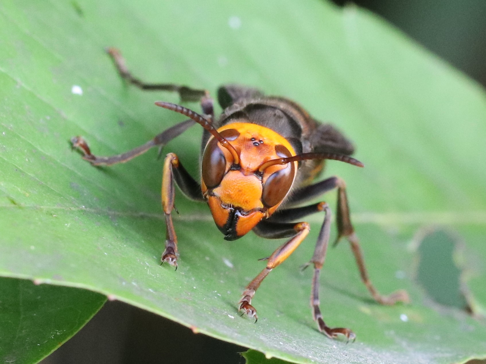 ヤブガラシのコガタスズメバチ２